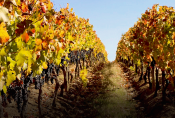 Viñedos en Otoño